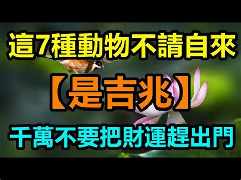 自來鳥|自來雀風水秘訣：今日招財有妙方